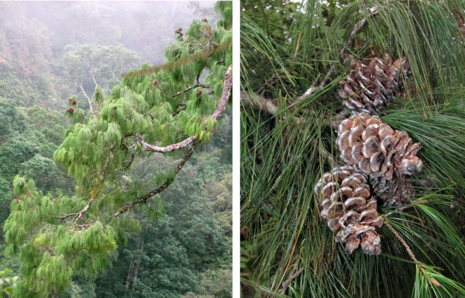 Phát hiện loài thông mới ở Việt Nam cả thế giới chưa biết