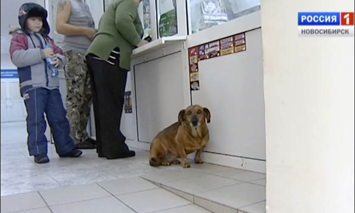 Chó vẫn đến viện chờ chủ, dù chủ đã qua đời một năm