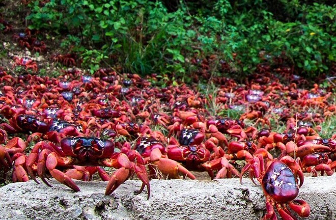 Cảnh tượng hơn 100 triệu cua đỏ bỏ rừng ra biển