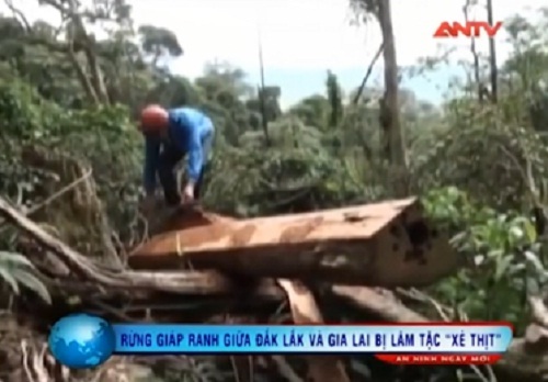 Video: Rừng giáp ranh Đắk Lắk-Gia Lai bị lâm tặc “xẻ thịt”
