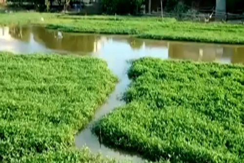 Rau muống, cá rô phi sông Nhuệ nhiễm kim loại nặng