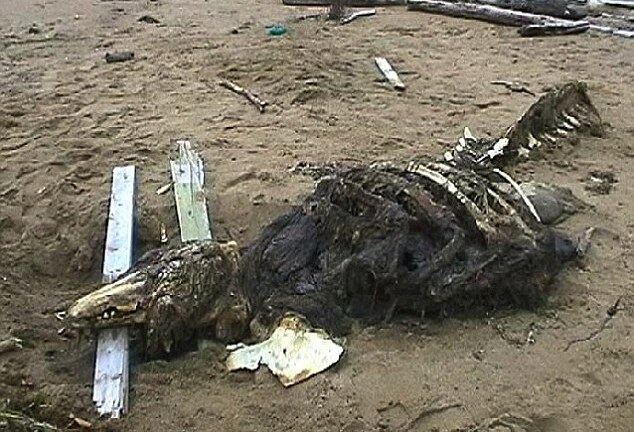 Bộ xương “quái vật” bí ẩn xuất hiện ở bờ biển nước Nga