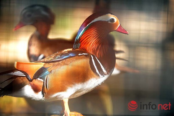 Độc đáo loài vịt Uyên Ương tại Hà Nội