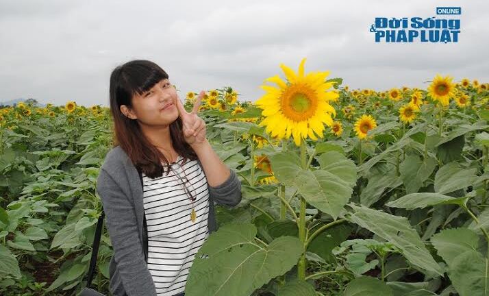 Video: Dân tình đổ xô chụp ảnh ở cánh đồng hướng dương