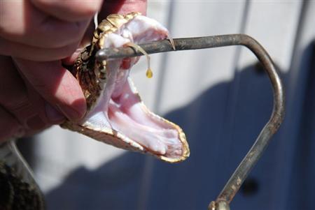 Video: Tay không lấy nọc rắn độc - Đổi sinh mạng lấy tiền tấn