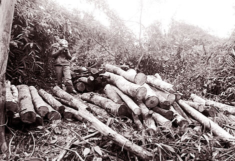 Rừng bị chặt phá, các ngành chức năng vẫn không hay biết