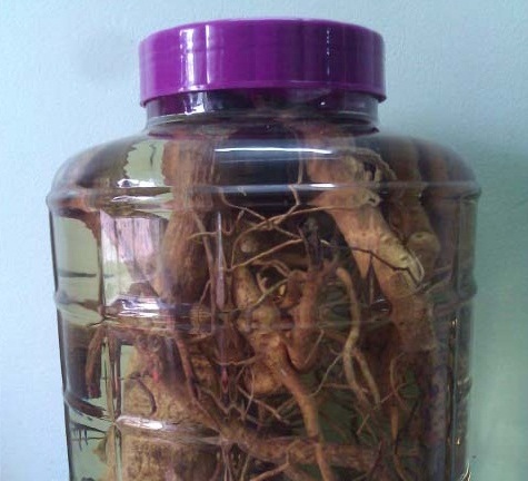 Cùng uống rượu ngâm rễ cây, 1 người chết, 1 người nguy kịch