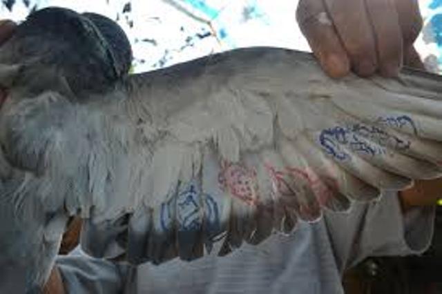 Chim bồ câu mang chữ Trung Quốc “bay” vào phòng họp