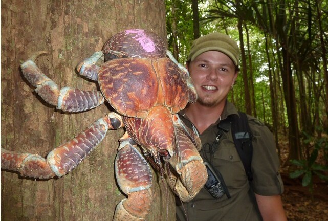 Chiêm ngưỡng cua khổng lồ của loài chân đốt trên cạn