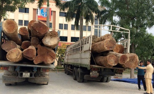 CSGT Thanh Hóa bắt giữ hai xe tải chở 73 tấn gỗ táu lậu