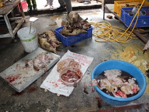 Phát hiện lò mổ động vật hoang dã quy mô giữa lòng thủ đô