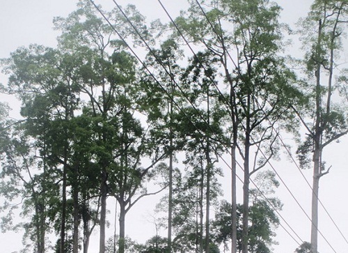 Quần thể Chò Chỉ gần 600 năm được công nhận Cây Di sản Việt Nam