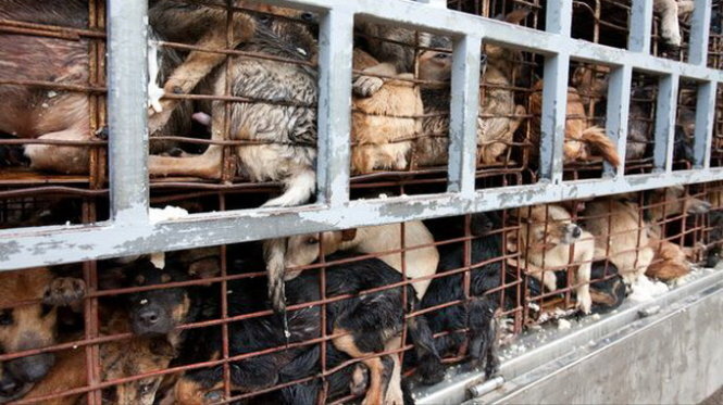 Video: Truyền hình nước ngoài sốc với nạn trộm chó ở Việt Nam