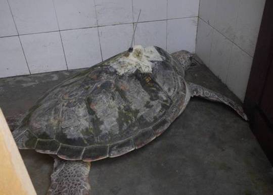 Một ngư dân bắt được cụ rùa lạ có bộ định vị vệ tinh 