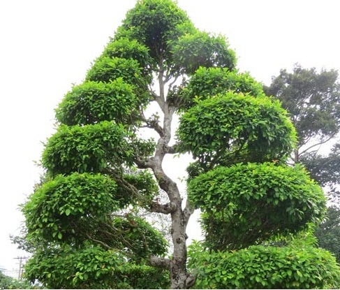 Hai cây cổ thụ tại Khu mộ cụ Nguyễn Sinh Sắc là cây Di sản Việt Nam