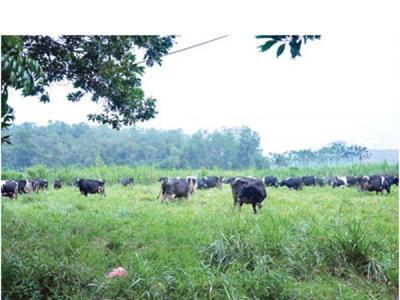 Thanh Hóa: Gần 3000 nghìn ha đất làm vùng nguyên liệu chế biến sữa