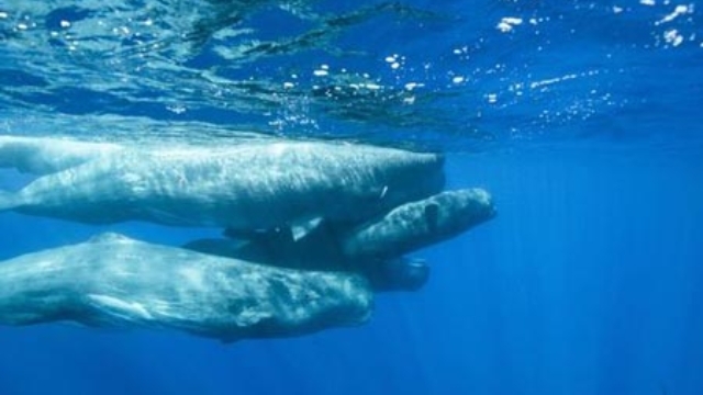 Video: Khoanh khắc sinh con kỳ diệu của cá nhà táng dưới đại dương