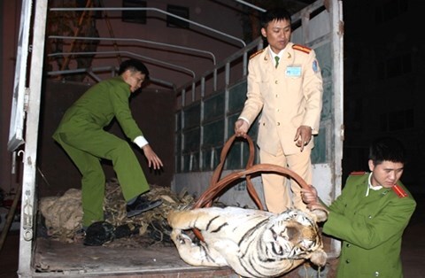 Khởi tố đối tượng vận chuyển cá thể hổ nặng 120kg