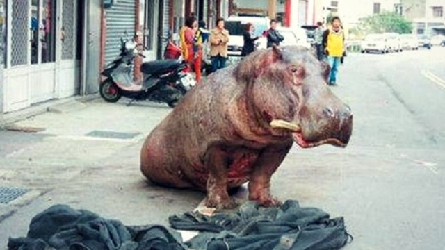 Video: Kỳ lạ hà mã 'giàn giụa' nước mắt nhảy khỏi xe tải đang chạy