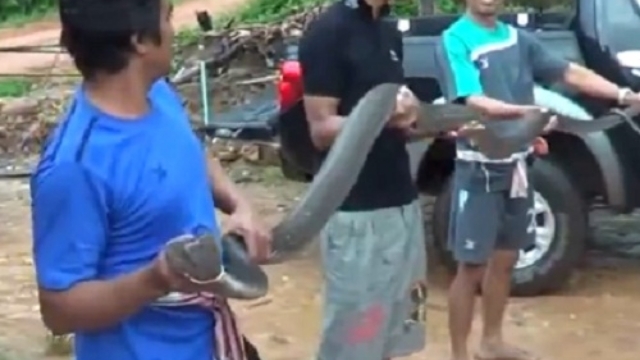 Video: Tay không chụp rắn hổ mang nấp trong nhà dân