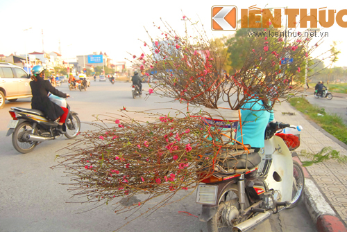 Đào Nhật Tân giá cao chót vót bất ngờ bán sớm trước tết 