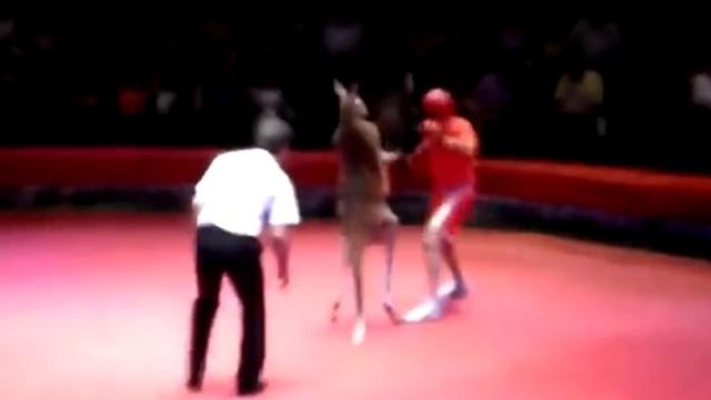 Video: Trận đấu nảy lửa giữa Kangaroo và võ sĩ quyền anh