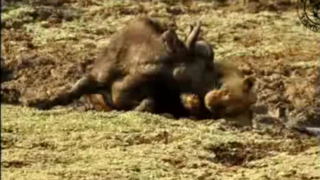 Trâu rừng cuồng nộ húc bay sư tử cái cứu bạn