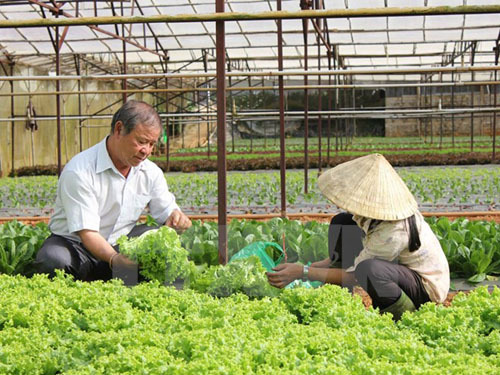 Xuất khẩu rau quả bứt phá hướng tới mục tiêu 2,6 tỷ USD trong năm nay