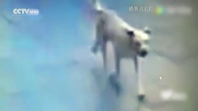 Hàng chục người phải nhập viện vì bị một con chó hoang cắn