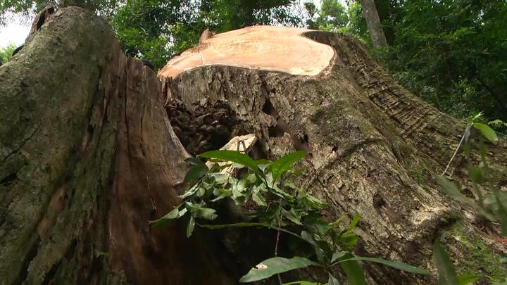 Gia Lai: Khởi tố vụ khai thác trộm gỗ hương