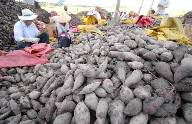 Khoai lang tím Nhật mất giá tới 40%