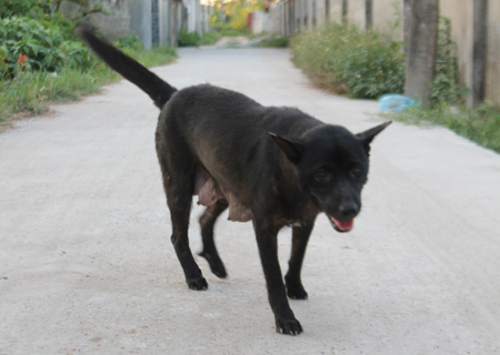 Bị chó cắn nhưng không tiêm phòng, 1 phụ nữ phát bệnh dại tử vong