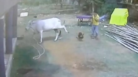 Hoảng hồn giây phút con bò 'nổi giận' đá bay em bé