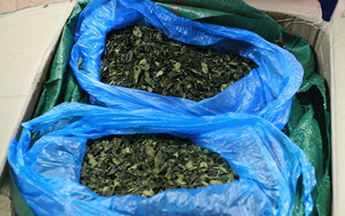 Thu giữ 82,5kg nghi lá khát - loại ma túy độc hại gấp 500 lần thuốc phiện?
