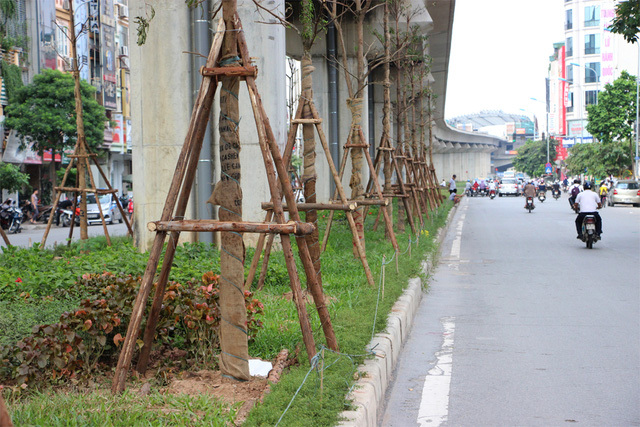 Hà Nội trồng lại hàng trăm cây xanh dưới tuyến đường sắt trên cao