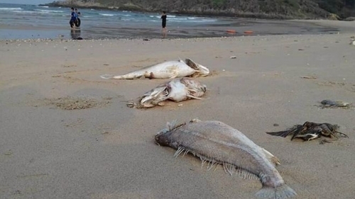 Kiện Formosa: Đừng để người dân nhận thức sai về quyền lợi!