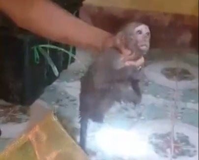 Bắt xe khách chở nhiều cá thể khỉ trái phép đi tiêu thụ