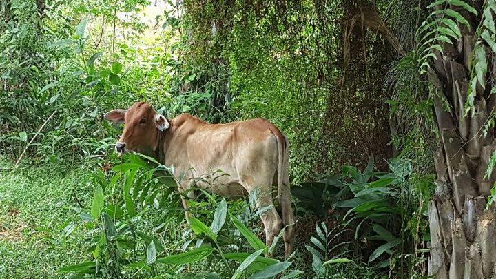 Nghệ An: Chính quyền thu tiền trái quy định từ dự án hỗ trợ bê miễn phí