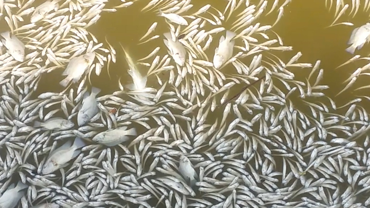 Cá chết trắng ở Hồ Tây, người dân hoang mang