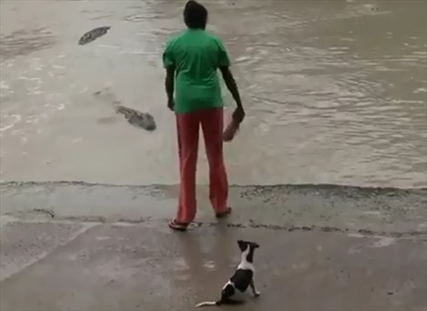 Cô gái bình thản rút dép tông dọa cá sấu