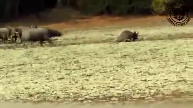 Giải cứu đồng loại, trâu rừng điên cuồng húc văng sư tử