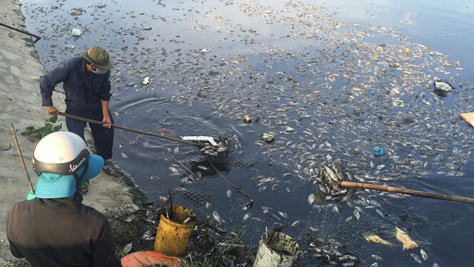 Đà Nẵng: Cá chết nổi trắng kênh Đa Cô do thiếu oxy