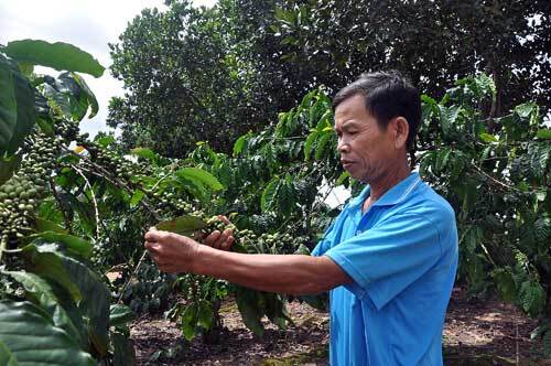 Làm giàu trên miền biên giới nhờ cà phê và... vịt