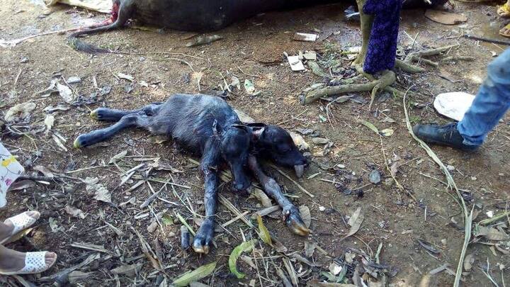 Hi hữu: Dùng máy cày gắp nghé 2 đầu ra khỏi bụng mẹ