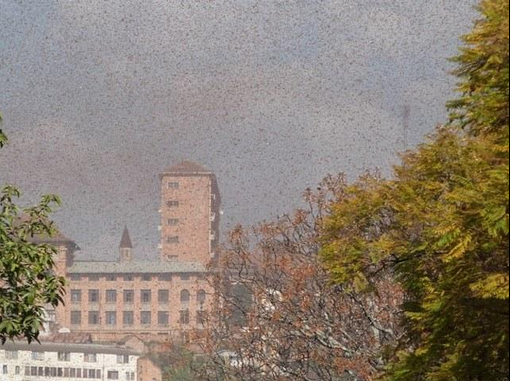 Hãi hùng cảnh cả triệu con châu chấu đen kịt trời tàn phá Sơn La