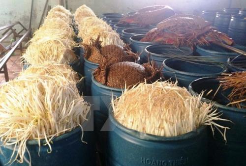 Đình chỉ hoạt động cơ sở làm giá đỗ bằng hóa chất