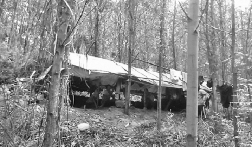 Luật ngầm chia “vàng thổ phỉ” và chuyện của người có tài “ngửi vàng” đất Bắc