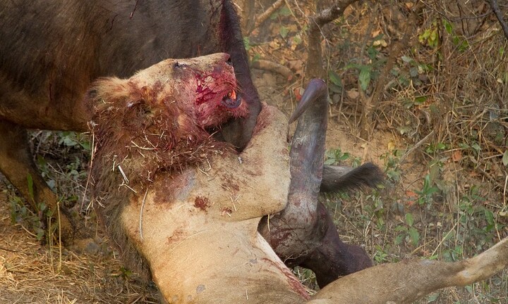 5 trận chiến đáng xem nhất của thế giới động vật