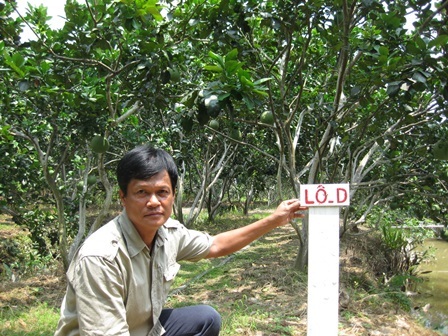 Thu tiền tỷ nhờ trồng bưởi da xanh