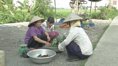 Nỗi lòng cụ bà 70 tuổi nuôi dạy ba đứa cháu mồ côi